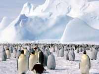 Beautiful Antarctica 19