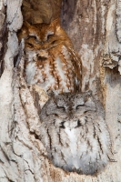 Camouflaged Owls 01