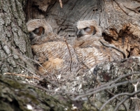 Camouflaged Owls 02