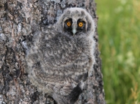 Camouflaged Owls 03