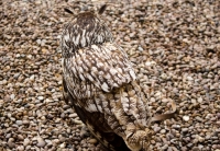 Camouflaged Owls 04