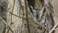 Camouflaged Owls 05