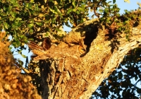 Camouflaged Owls 06