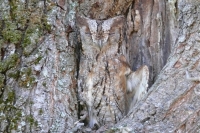 Camouflaged Owls 07