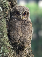 Camouflaged Owls 08