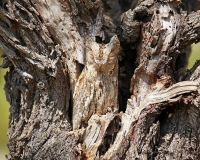 Camouflaged Owls 09