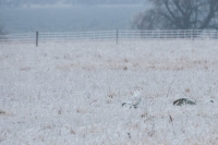 Camouflaged Owls 10