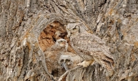 Camouflaged Owls 11