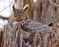 Camouflaged Owls 12