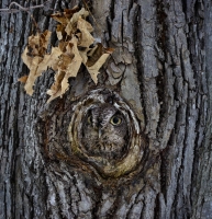 Camouflaged Owls 13