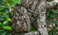 Camouflaged Owls 14