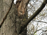 Camouflaged Owls 15