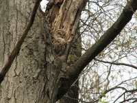 Camouflaged Owls 15