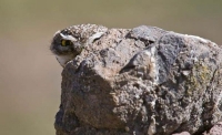 Camouflaged Owls 16