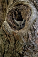 Camouflaged Owls 18