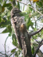 Camouflaged Owls 19