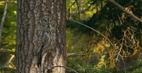 Camouflaged Owls 20