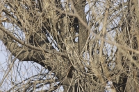 Camouflaged Owls 21