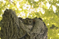 Camouflaged Owls 23