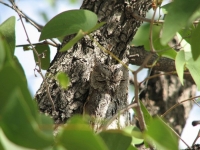 Camouflaged Owls 24