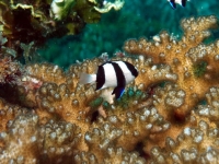 Diving In Chuuk 07