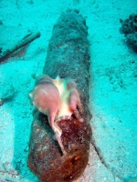 Diving In Chuuk 08