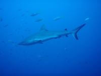 Diving In Chuuk 27
