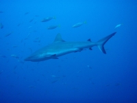 Diving In Chuuk 27