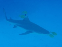 Diving In Chuuk 33