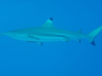 Diving In Chuuk 37