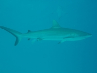 Diving In Chuuk 38