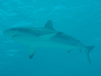 Diving In Chuuk 39