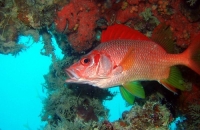 Diving Palau