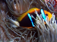 Diving Palau 07