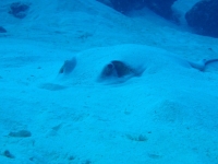 Diving Palau 12