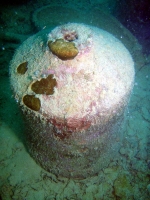 Diving Palau 21