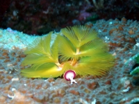 Diving Palau 32