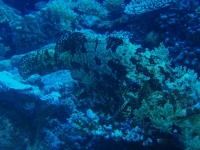 Diving Palau 38