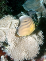 Diving Palau 40