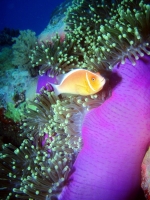 Diving Palau 42