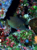 Diving Palau 43