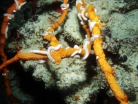 Diving Palau 45