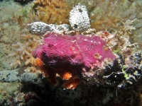Diving Palau 47