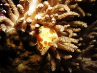 Diving Palau 48