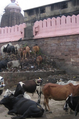 Life On The Ganges 02