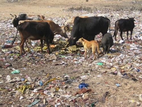 Life On The Ganges 03