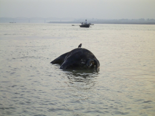 Life On The Ganges 12