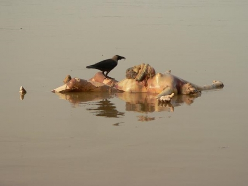 Life On The Ganges 18