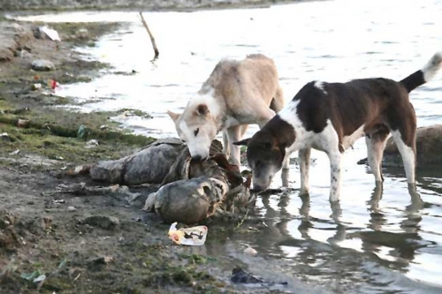 Life On The Ganges 19