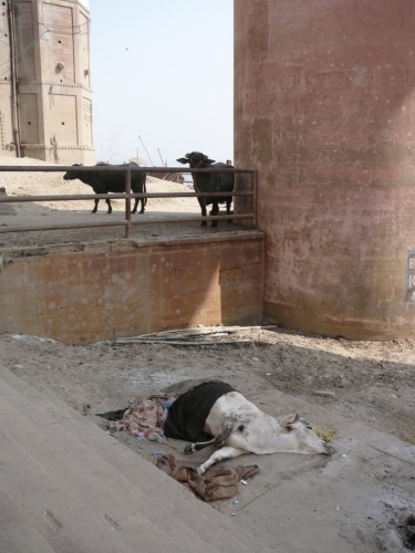 Life On The Ganges 20